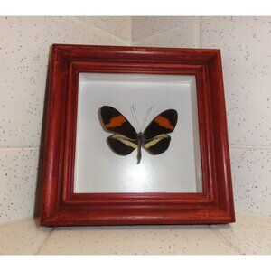 Vintage Framed Postman Butterfly oddity curiosity entomology insect wall hanging